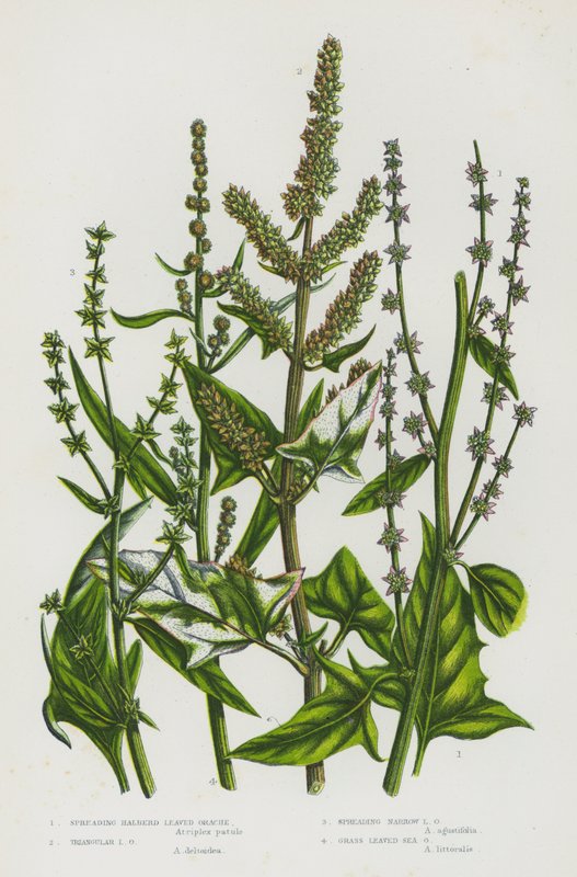 Flowering Plants of Great Britain: Spreading Halberd Leaved Orache, Triangular Leaved Orache, Spreading Narrow Orache, Grass Leaved Sea Orache by English School