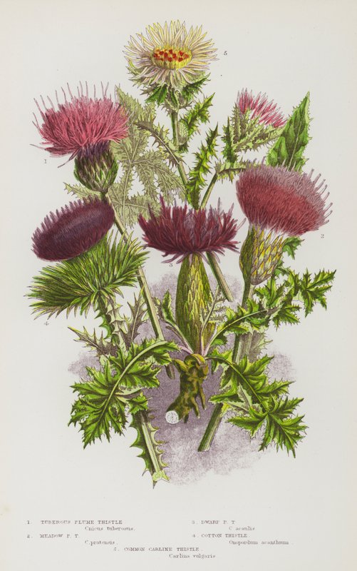 Flowering Plants of Great Britain: Tuberous Plume Thistle, Meadow Plume Thistle, Dwarf Plume Thistle, Cotton Thistle, Common Carline Thistle by English School