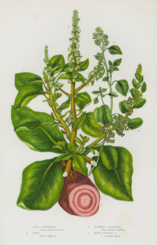 Flowering Plants of Great Britain: Wild Amaranth, Beet, Stinking Goosefoot, Many Seeded Goosefoot by English School