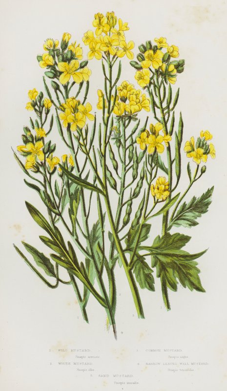 Wild Mustard, White Mustard, Common Mustard, Narrow Leaved Wall Mustard, Sand Mustard by English School