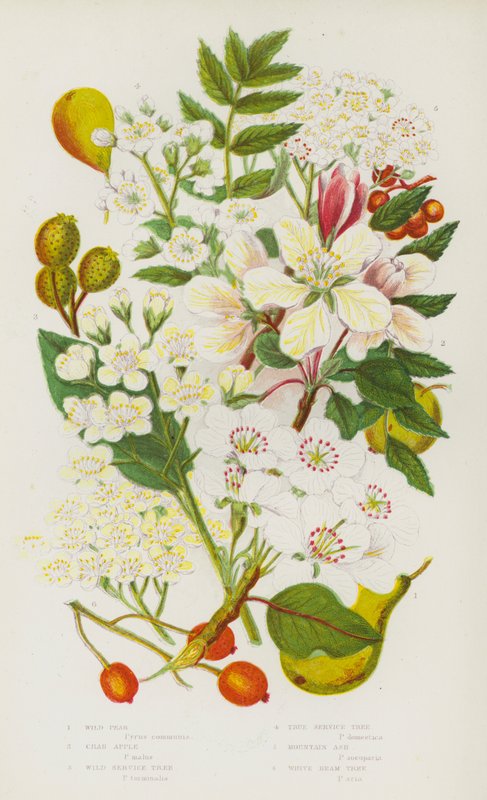 Flowering Plants of Great Britain: Wild Pear, Crab Apple, Wild Service Tree, True Service Tree, Mountain Ash, White Beam Tree by English School