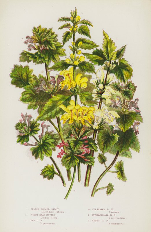 Yellow Weasel Snout, White Dead Nettle, Red Dead Nettle, Cut Leaved Dead Nettle, Intermediate Dead Nettle, Henbit Dead Nettle by English School