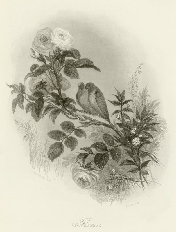 Flowers by English School