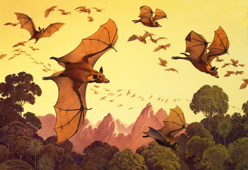 Flying Foxes by English School