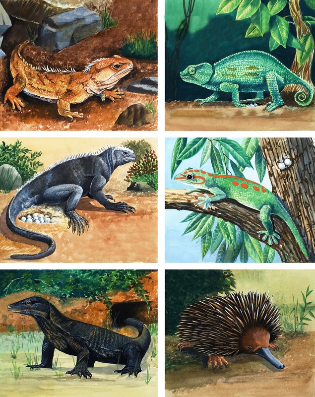 Four-Legged Animals That Lay Eggs by English School