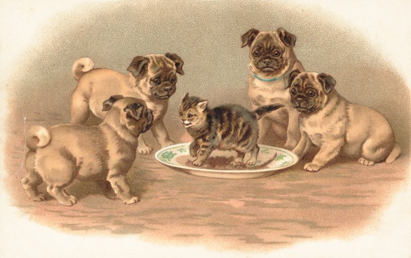 Four Pug Dogs Sitting Around a Kitten on a Plate by English School