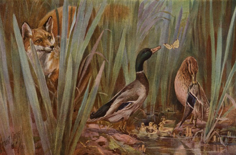 Fox watching a family of ducks by English School