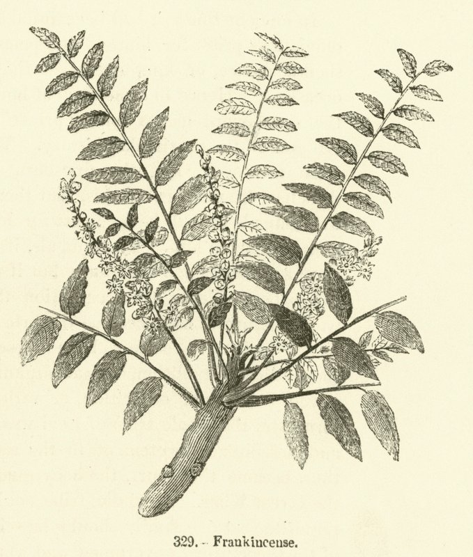Frankincense by English School
