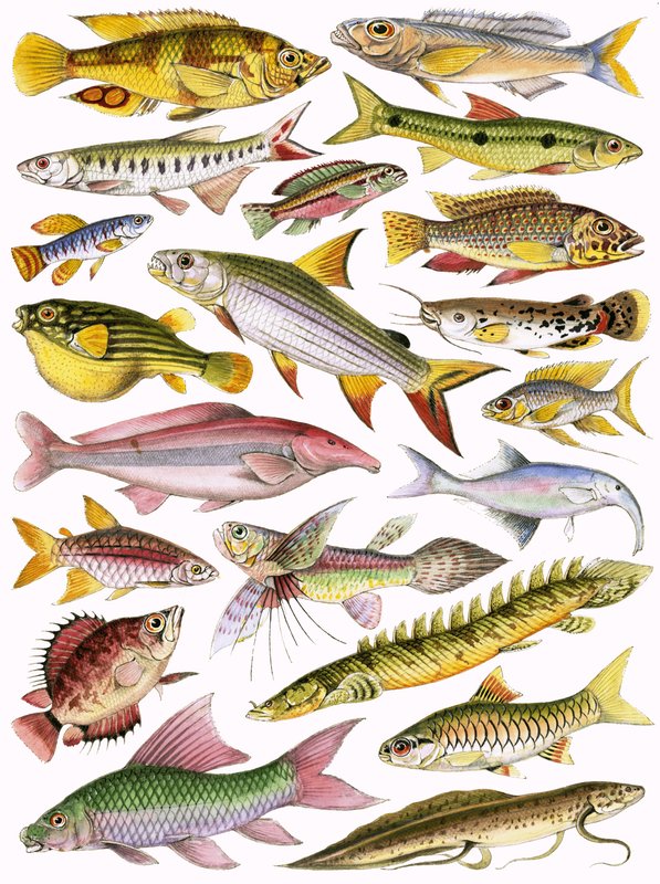 Fresh-water Fishes of the Empire - African by English School