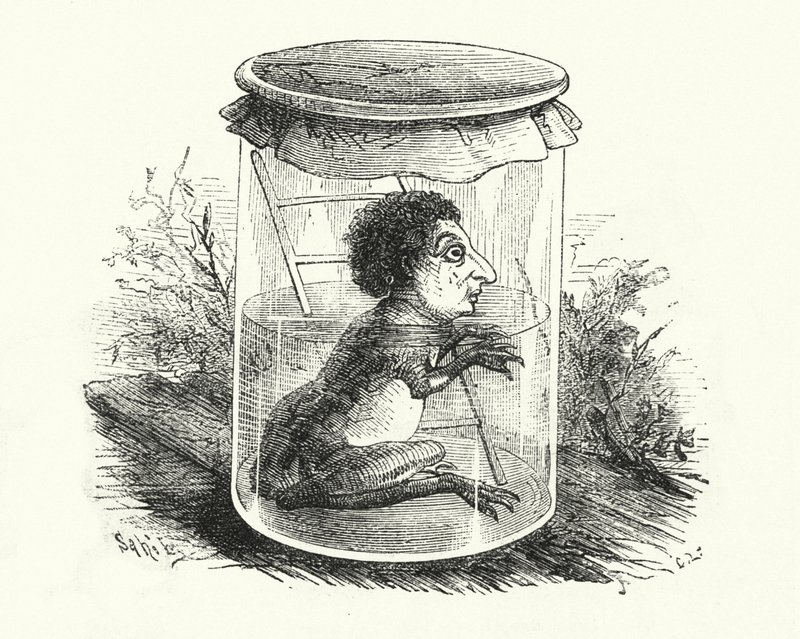 Frog in a jar by English School