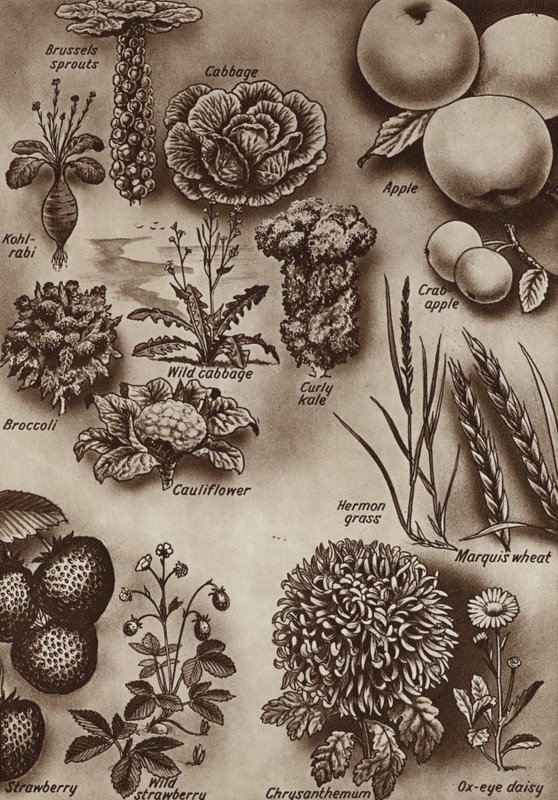 Fruits, vegetables and flowers and the wild varieties from which they were cultivated by English School