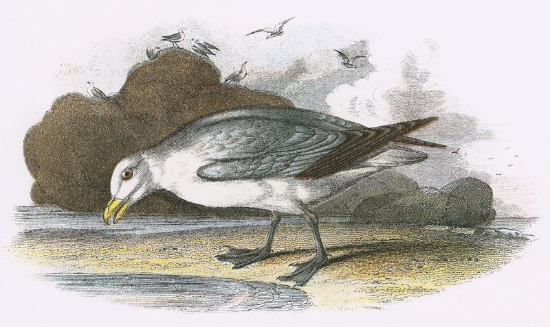 Fulmar by English School
