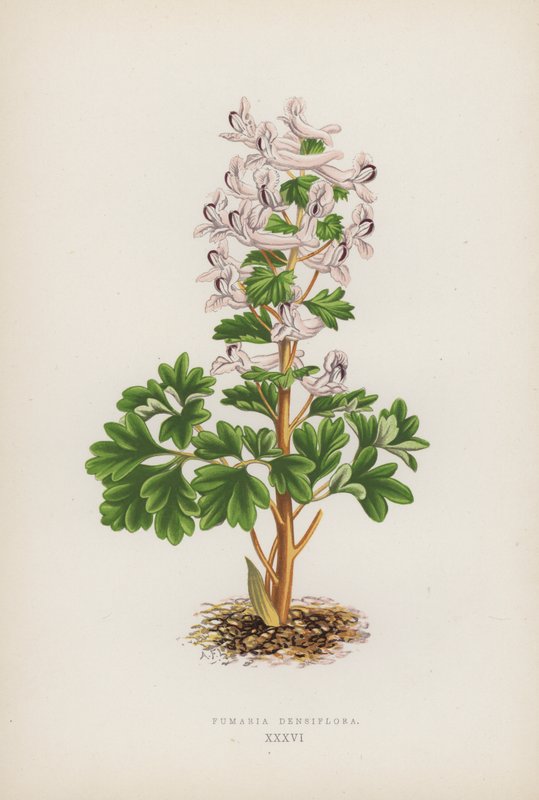 Fumaria Densiflora by English School