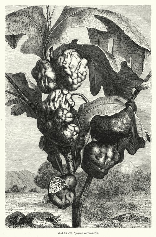 Galls of Cynips Terminalis by English School