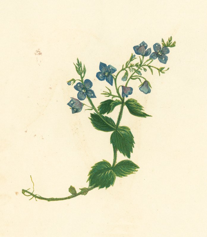 Germander Speedwell, Veronica Chamaedrys by English School