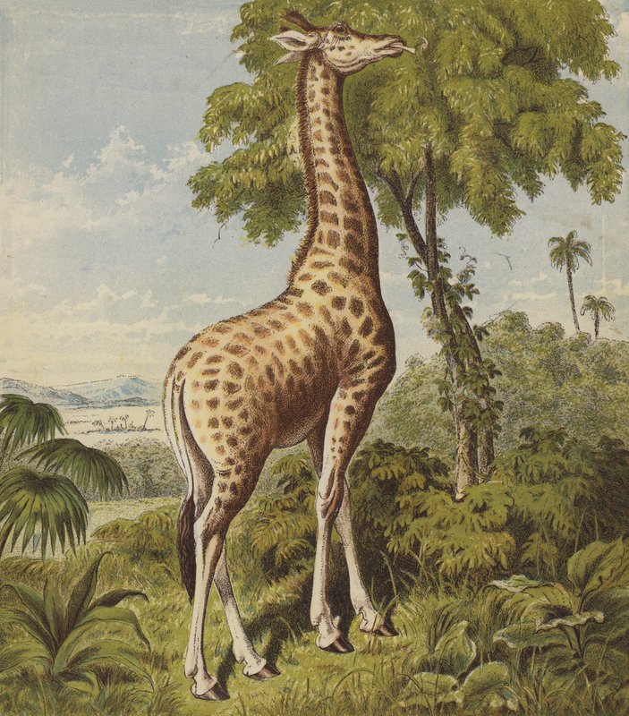 Giraffe by English School
