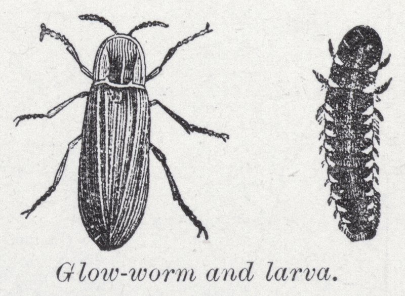 Glow-worm and larva by English School