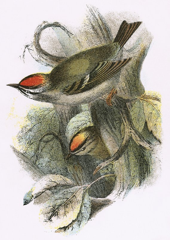 Goldcrest and Firecrest by English School