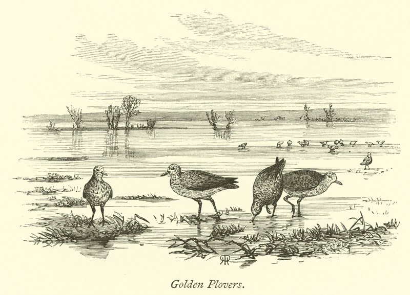Golden Plovers by English School