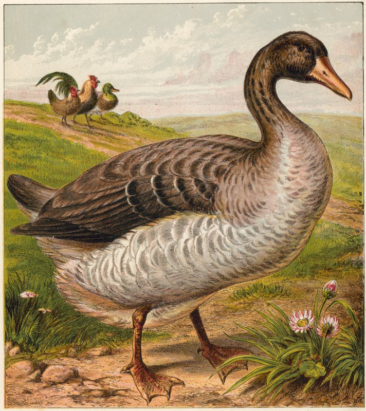 Goose by English School