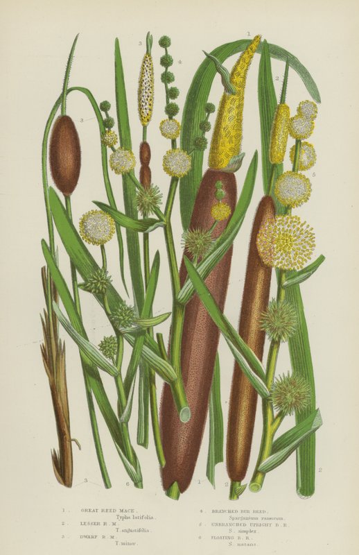 Great Reed Mace, Lesser Reed Mace, Dwarf Reed Mace, Branched Bur Reed, Unbranched Upright Bur by English School