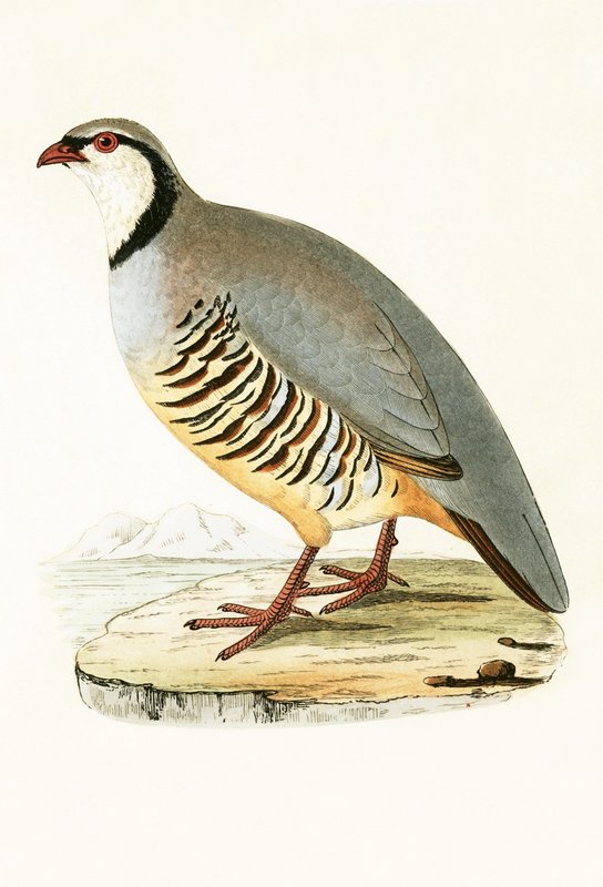 Greek Partridge, illustration from 