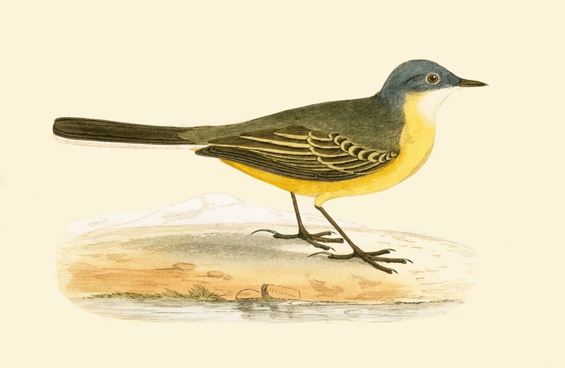 Grey Headed Yellow Wagtail, illustration from 