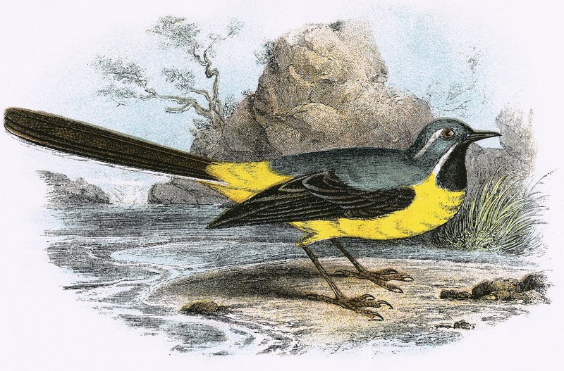 Grey Wagtail by English School