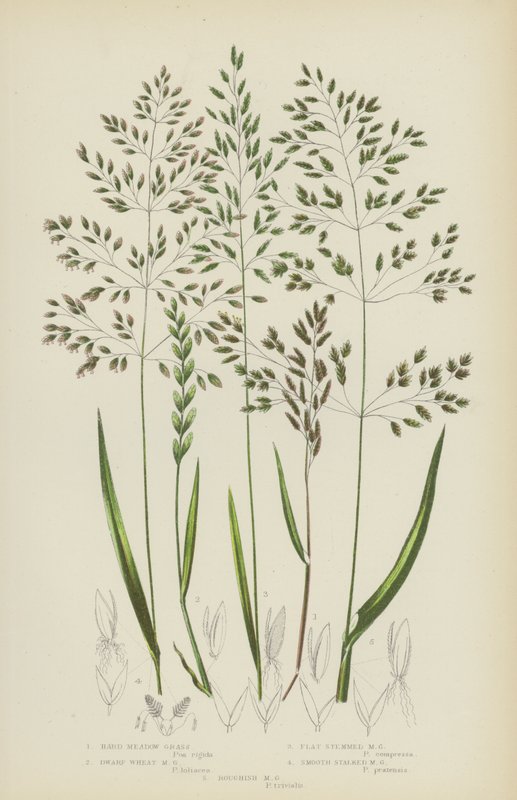 Hard Meadow Grass, Dwarf Wheat Meadow Grass, Flat Stemmed Meadow Grass, Smooth Stalked Meadow Grass by English School