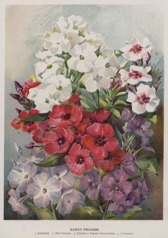 Hardy Phloxes by English School