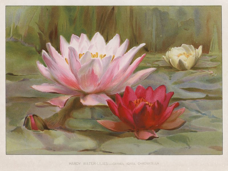 Hardy Water Lilies by English School