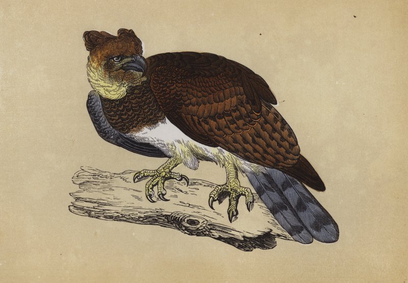 Harpy Eagle by English School