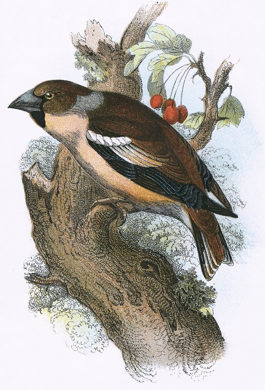 Hawfinch by English School