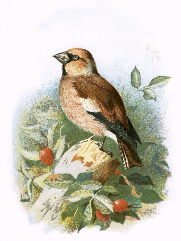 Hawfinch by English School
