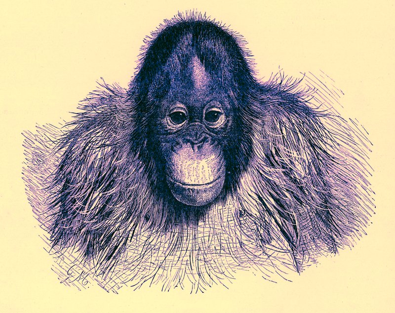 Head of Orangutan by English School