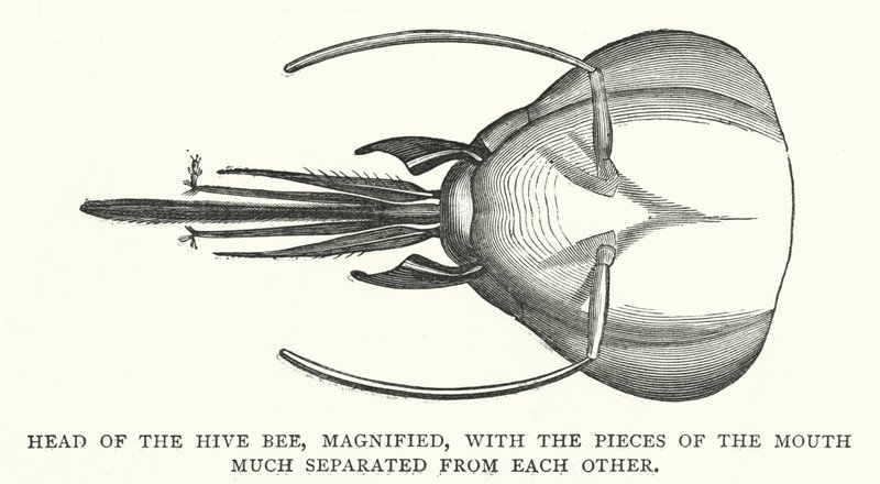 Head of the Hive Bee, Magnified, with the Pieces of the Mouth Much Separated from Each Other (Engraving) by English School