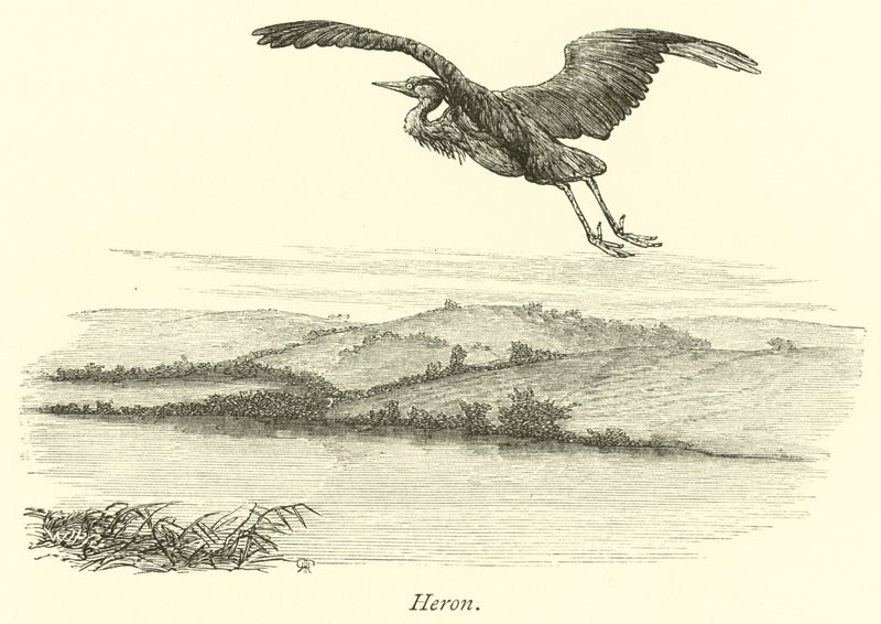Heron by English School