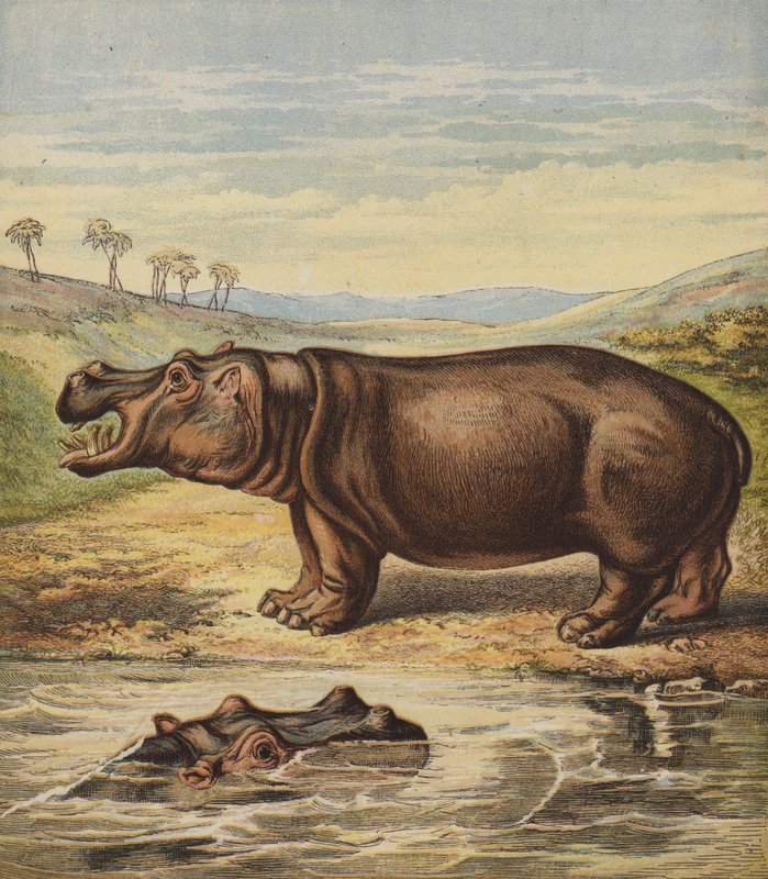 Hippopotamus by English School
