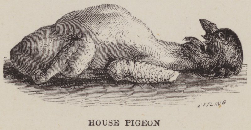 House Pigeon by English School
