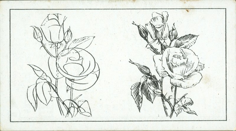 How to Sketch: Study of a Rose by English School