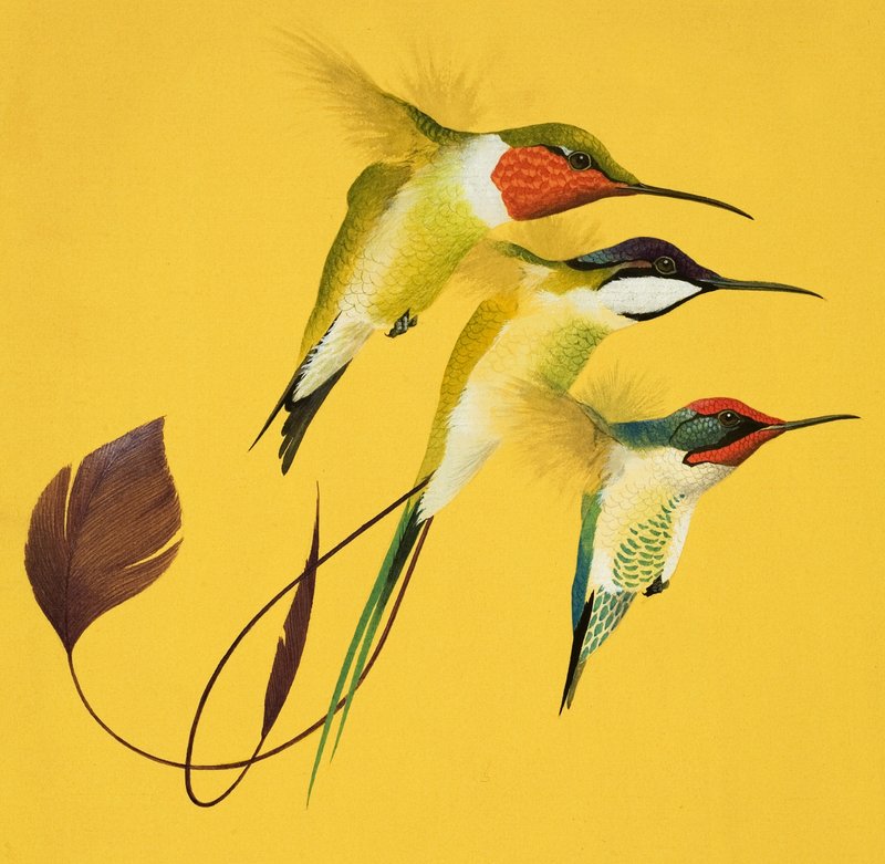 Humming Birds by English School