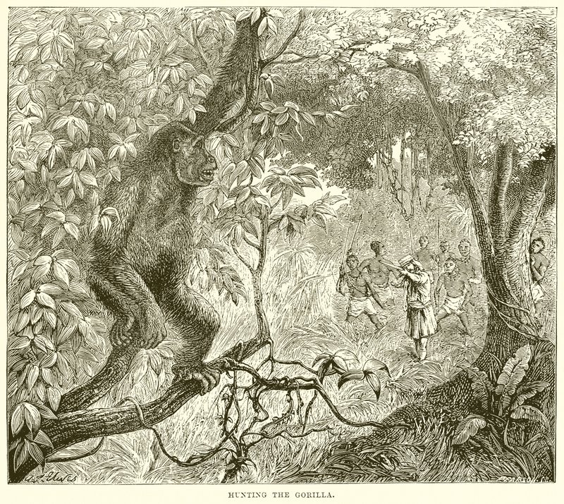 Hunting the Gorilla by English School