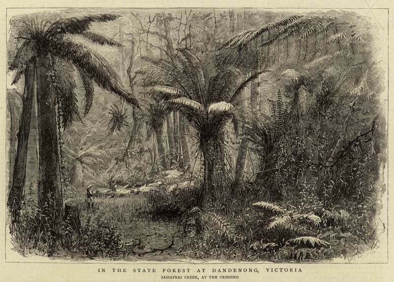 In the State Forest at Dandenong, Victoria by English School