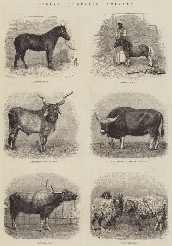 Indian Domestic Animals by English School