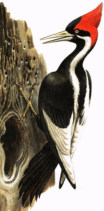 Ivory-billed Woodpecker by English School