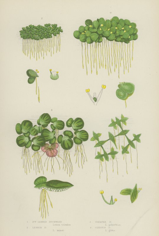Ivy-Leaved Duckweed, Lesser Duckweed, Greater Duckweed, Gibbous Duckweed by English School