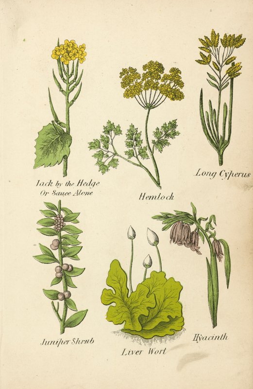 Jack by the Hedge Or Sauce Alone, Hemlock, Long Cyperus, Juniper Shrub, Liver Wort, Hyacinth by English School