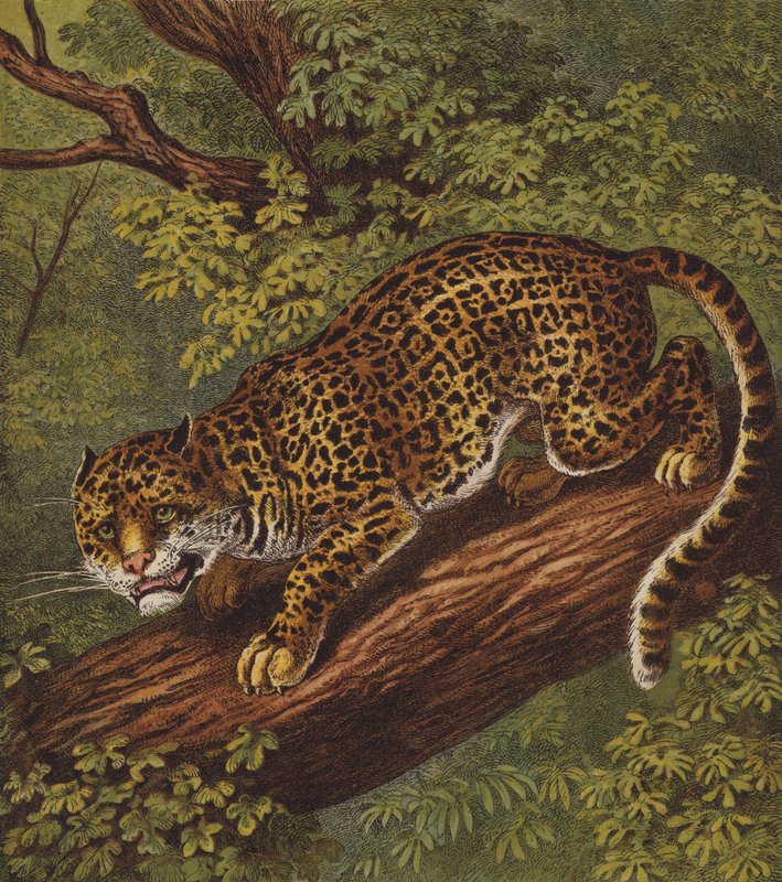 Jaguar by English School