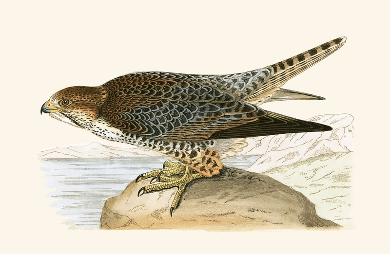 Lanner Falcon, illustration from 