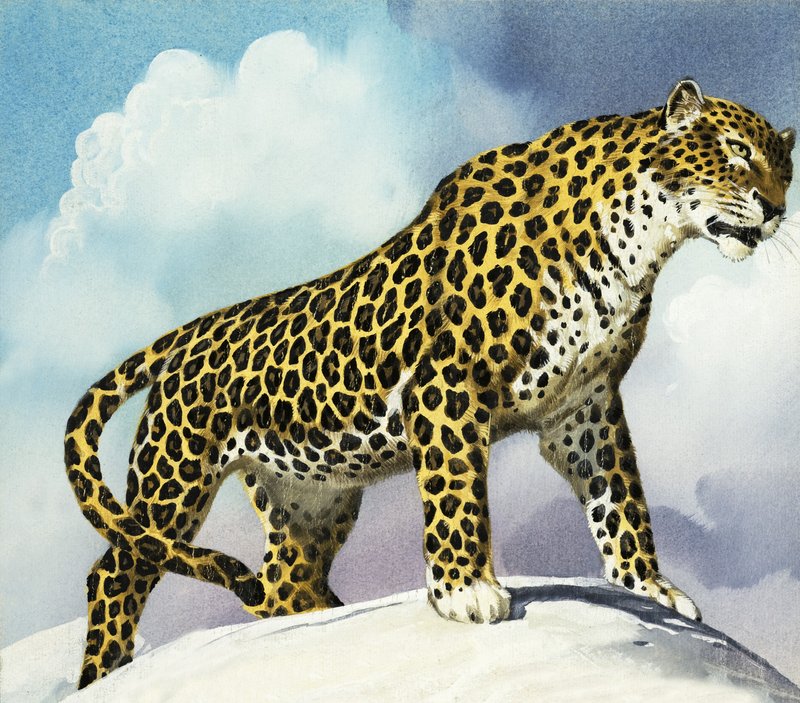 Leopard in the Snow by English School